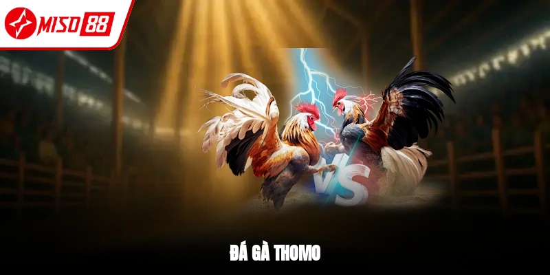 Đá gà Thomo