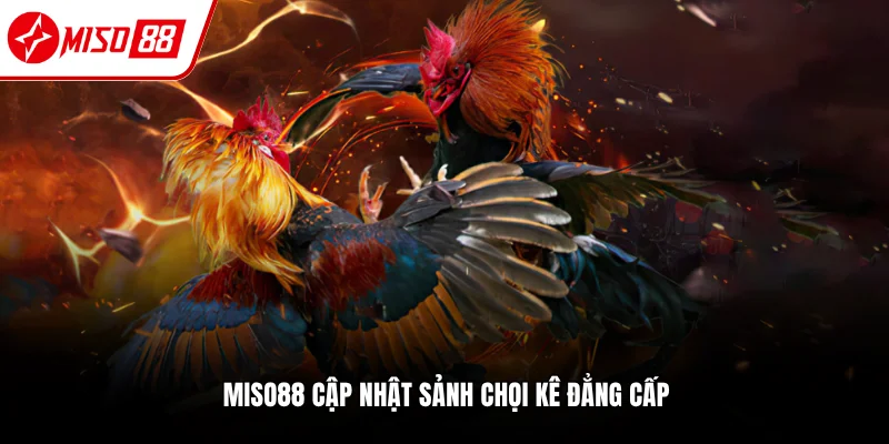 Sảnh đá gà Miso88 phù hợp cho mọi kê thủ